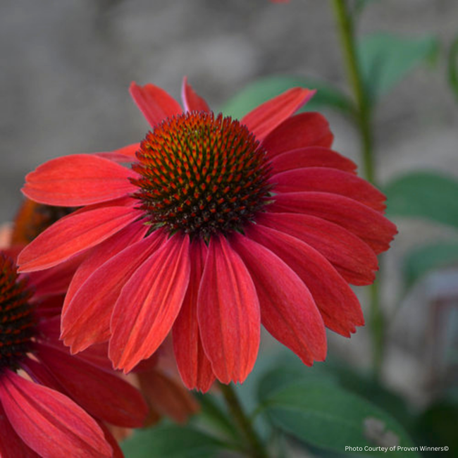 Echinacea - Colour Frankly Scarlet PW 1 Gal