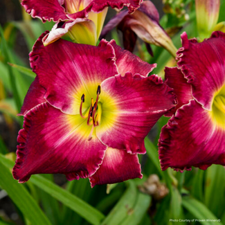 Daylily - Blood Sweat and Tears PW 1 Gal