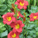 Daylily - Ruby Stella 1 Gal
