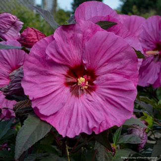 Hibiscus - Berry Awesome PW 1 Gal