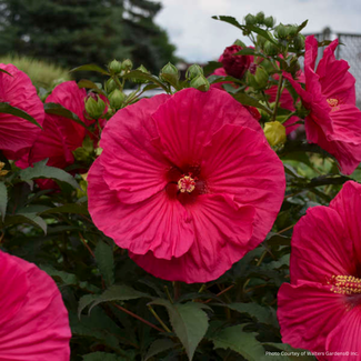 Hibiscus - Summer in Paradise 1 Gal