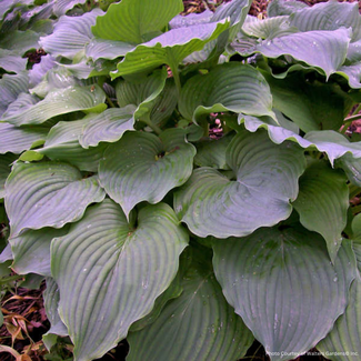 Hosta - Komodo Dragon 1 Gal