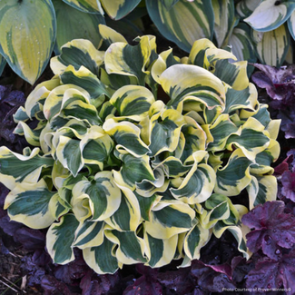 Hosta - Mini Skirt 1 Gal