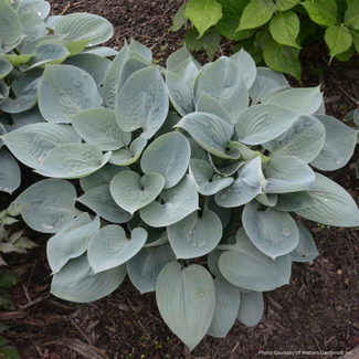 Hosta - Prairie Sky 1 Gal