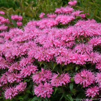 Monarda Bee Balm - Bubblegum Blast 1 Gal