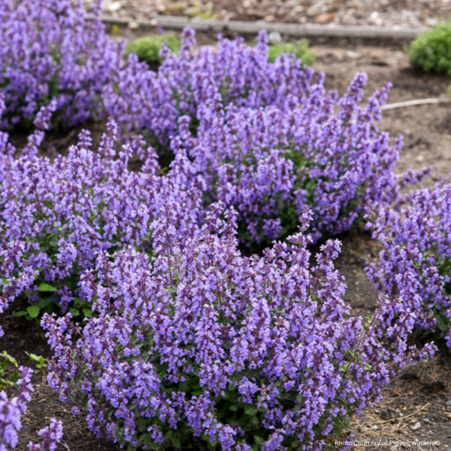 Nepeta Catmint - Cat's Pajamas PW 1 Gal