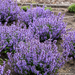 Nepeta Catmint - Cat's Pajamas PW 1 Gal