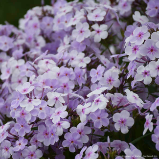 Garden Phlox - Opening Act Pink-a-Dot 1 Gal