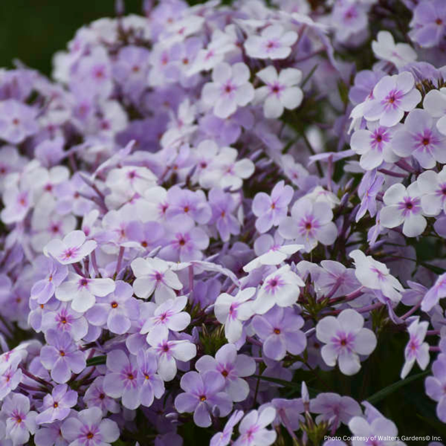 Phlox - Opening Act Pink-a-Dot 1 Gal