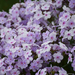 Garden Phlox - Opening Act Pink-a-Dot 1 Gal