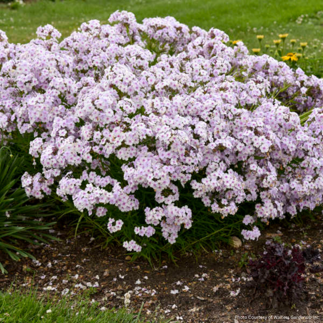 Garden Phlox - Opening Act Pink-a-Dot 1 Gal