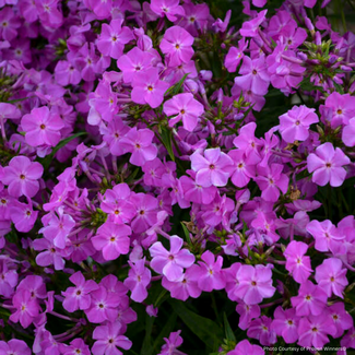 Garden Phlox - Opening Act Romance PW 1 Gal