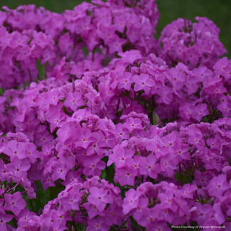 Phlox - Opening Act Ultra Pink PW 1 Gal