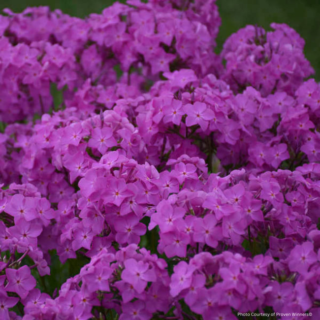 Phlox - Opening Act Ultra Pink 1 Gal