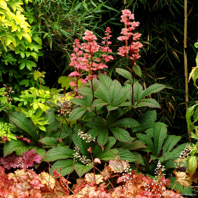 Rodgersia - Bronze Peacock 1 Gal