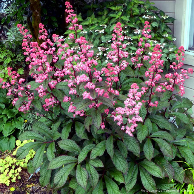 Rodgersia - Bronze Peacock 1 Gal