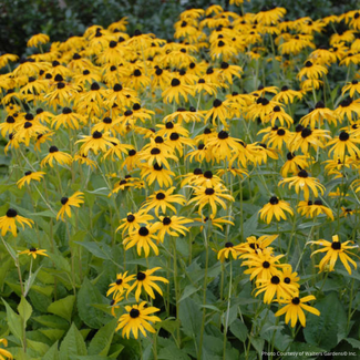 Rudbeckia Black Eyed Susan - Goldsturm 1 Gal