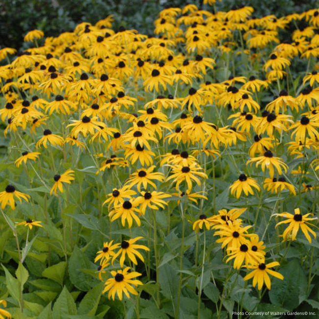 Rudbeckia Black Eyed Susan - Goldsturm 1 Gal