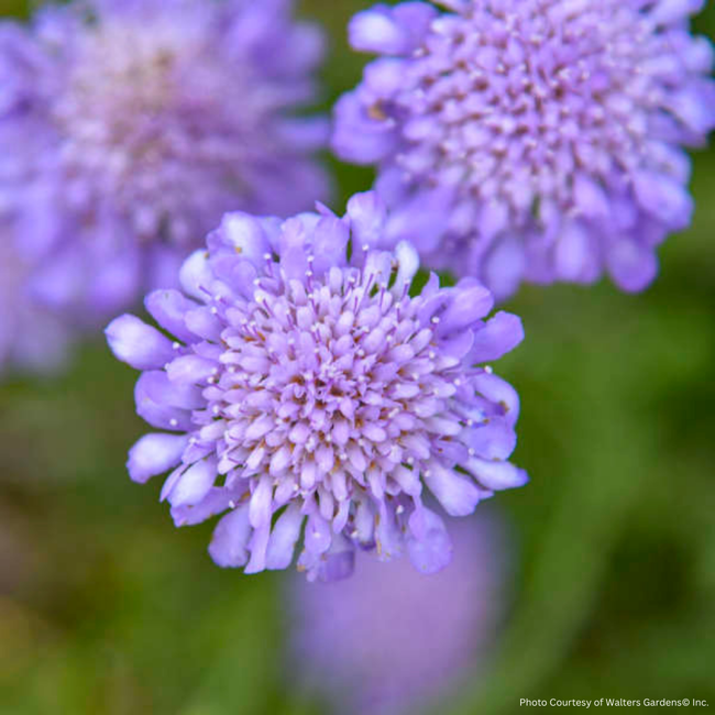 Scabiosa - Butterfly Blue 1 Gal