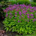 Stachys Hummelo 1 Gal