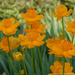 Trollius - Golden Queen 1 Gal