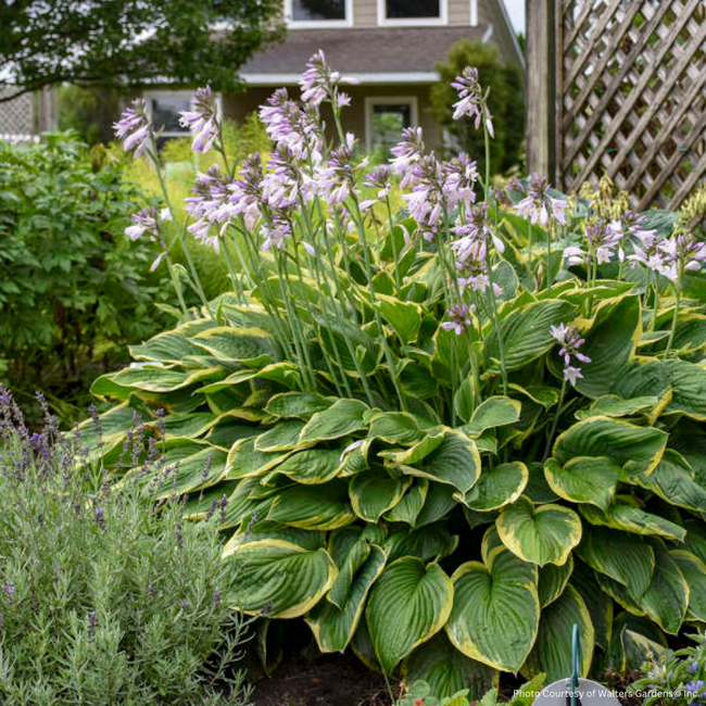 Hosta - Fort. Aureomarginata 1 Gal