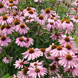 Echinacea - Magnus 1 Gal