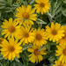Heliopsis False Sunflower - Sunstruck 2 Gal