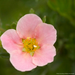 Potentilla - Pink Beauty 3 Gal