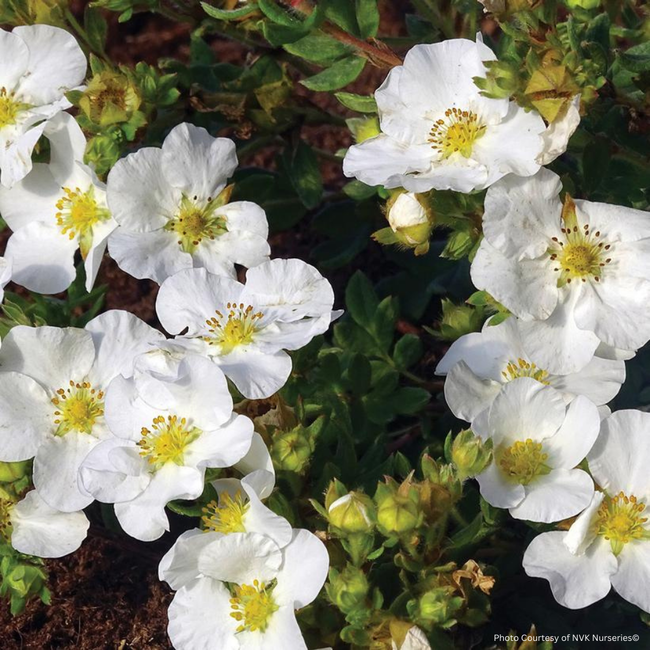 Potentilla - Bella Bianca 3 Gal