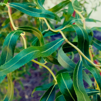 Golden Corkscrew Willow 3 Gal