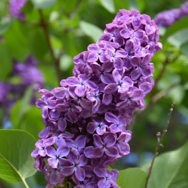 Common Lilac 3 Gal