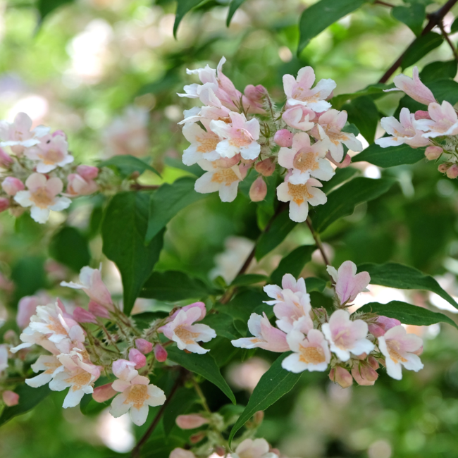 Beauty Bush - Kolkwitzia Amabilis 3 Gal