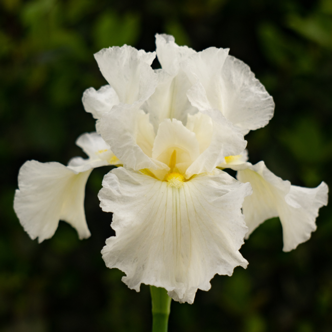 Iris - Immortality 1 Gal