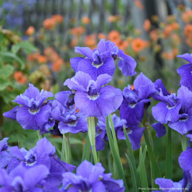 Iris - Ruffled Velvet 1 Gal