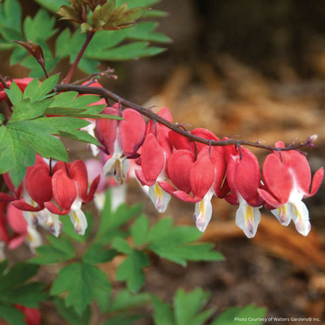Dicentra Bleeding Heart - Valentine 1 Gal