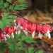 Dicentra Bleeding Heart - Valentine 1 Gal