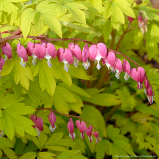 Dicentra Bleeding Heart - Gold Heart 1 Gal