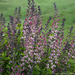 Baptisia False Indigo - Pink Truffles PW 2 Gal