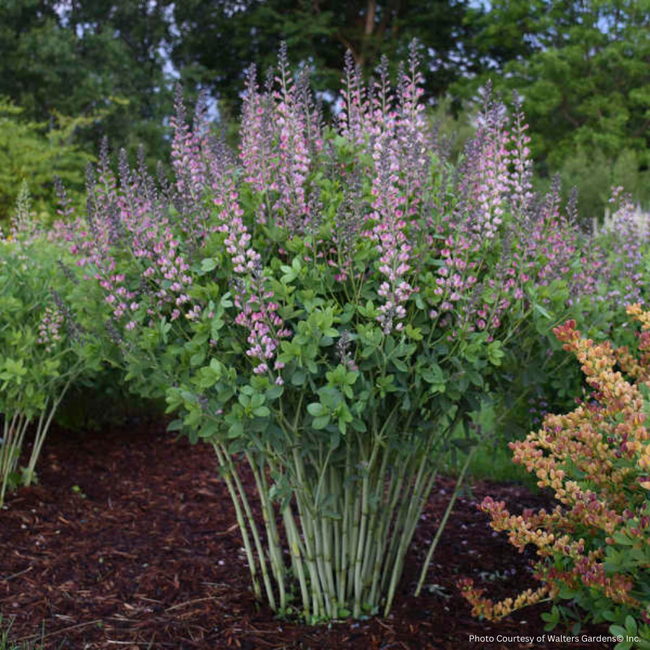 Baptisia False Indigo - Pink Truffles PW 2 Gal