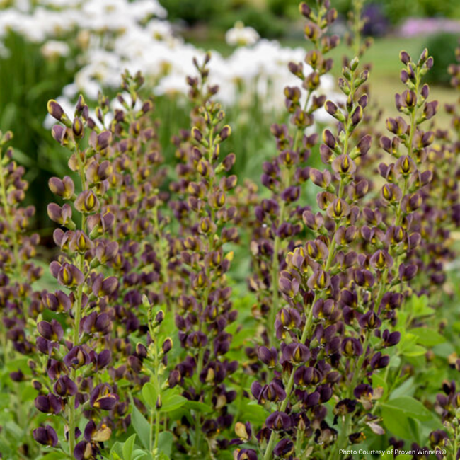 Baptisia False Indigo - Dark Chocolate 2 Gal