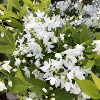 Deutzia - Chardonnay Pearls PW 2 Gal