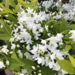 Deutzia - Chardonnay Pearls PW 2 Gal