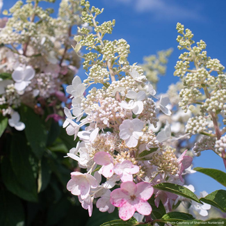Hydrangea - Pinky Winky PW