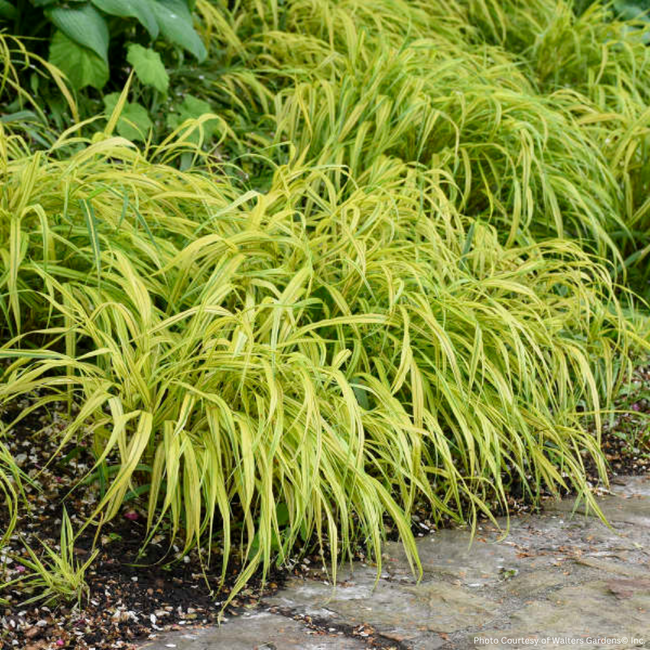 Hakonechloa  Grass - Aureola Golden Variegated 1 Gal