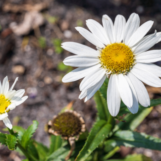 Leucanthemum Shasta Daisy - Birdy 1 Gal