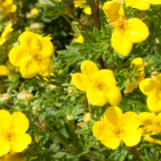 Potentilla - Goldfinger 2 Gal