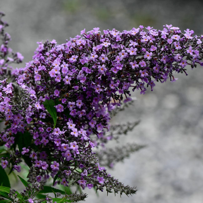 Butterfly Bush - Grand Cascade 3 Gal