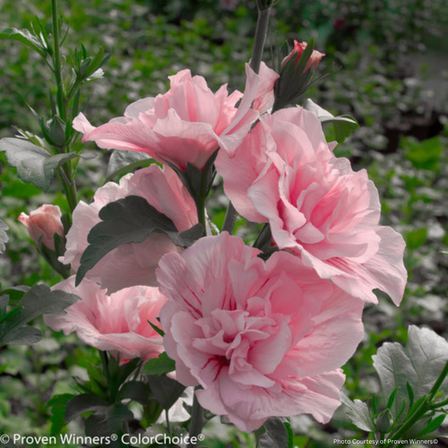 Rose of Sharon Hibiscus - Pink Chiffon PW 2 Gal