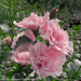 Rose of Sharon Hibiscus - Pink Chiffon PW 2 Gal